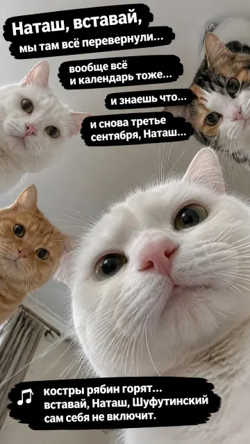 Коты будят Наташу 3 сентября
